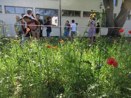 Der Schulgarten – eine Oase für Bienen und Schmetterlinge